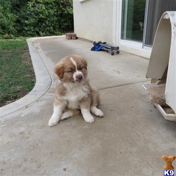 AussiePups Picture 3